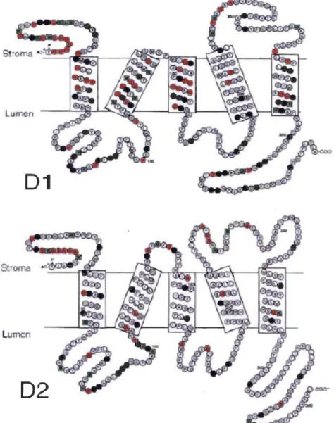 Figure 1.9:  Structure  macromoléculaire  des  protéines  Dl  et  D2  et  mise  en  évidence  des  acides  aminés  conservés