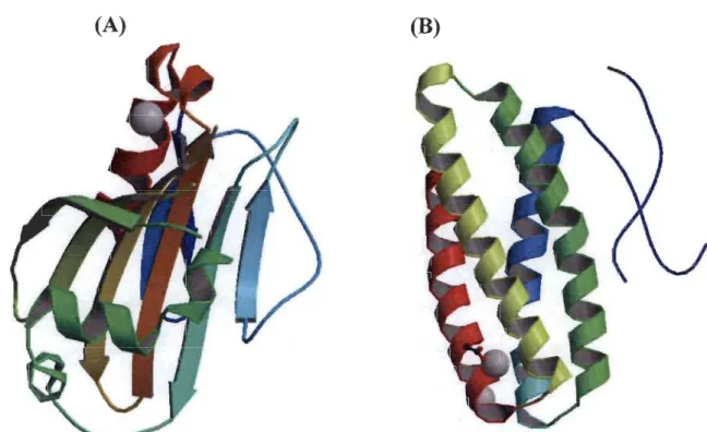 Figure 1.11:  (A)  Structure cristalline  de  la  protéine PsbP  de Spinacea  Oleracea  à  1.98 Â