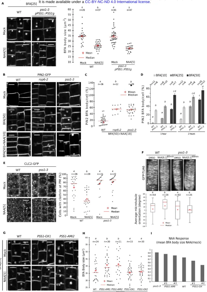Figure S2. Variations in PS impacts ROP6-mediated auxin responses. A, Confocal images of epidermal root  cells stained by FM4-64 and treated with BFA (25µM) or BFA/NAA (5µM), and related quantification of the size  of FM4-64-stained BFA bodies in WT and co