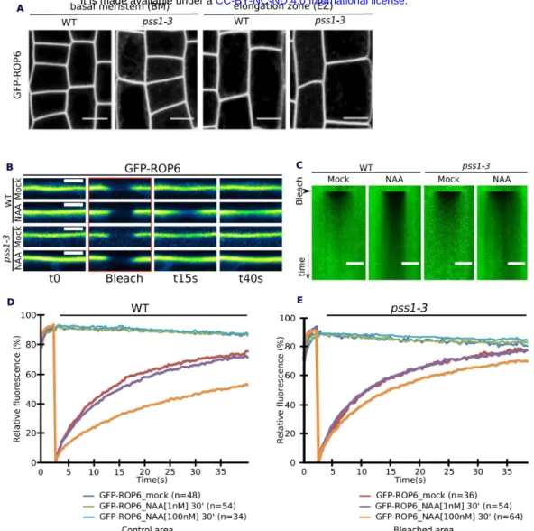 Figure S3. PS is dispensable to efficiently target ROP6 at the PM but is involved in NAA-induced changes  in ROP6 lateral diffusion at the PM