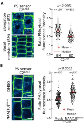 Figure  1.  Plasma  membrane  phosphatidylserine  levels  vary  during  root  cell  differentiation