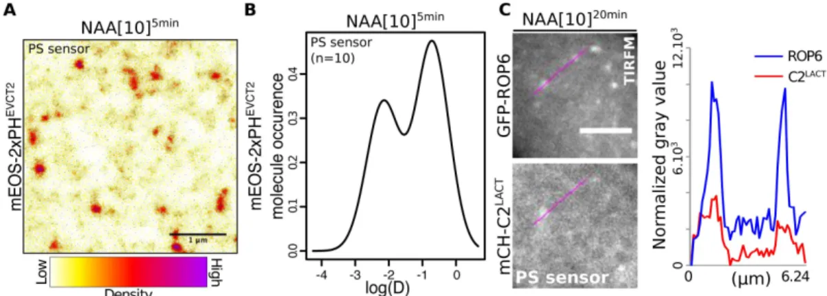 Figure 5. Phosphatidylserine concentrates in nanoclusters at the PM. A, live PALM analysis of mEos-2xPH EVCT2 localization (NAA, 10µM, 5 min) in root epidermal cells and B, distribution of mEos-2xPH EVCT2  molecules according to  their diffusion