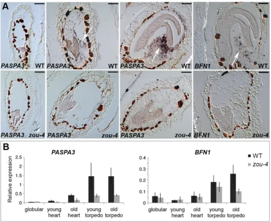 Fig. 1. Expression of cell death marker genes in the developing endosperm is dependent upon the activity of ZOU.