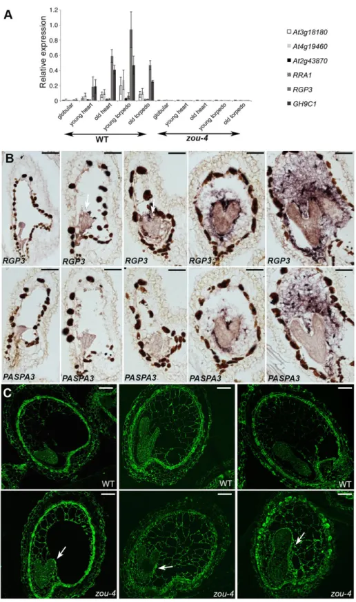 Fig. 2. ZOU activity is required for cell wall modification in the developing endosperm.