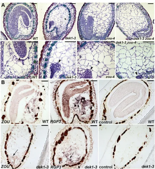 Fig. 4. Embryo growth is required for endosperm breakdown but not cell wall modification