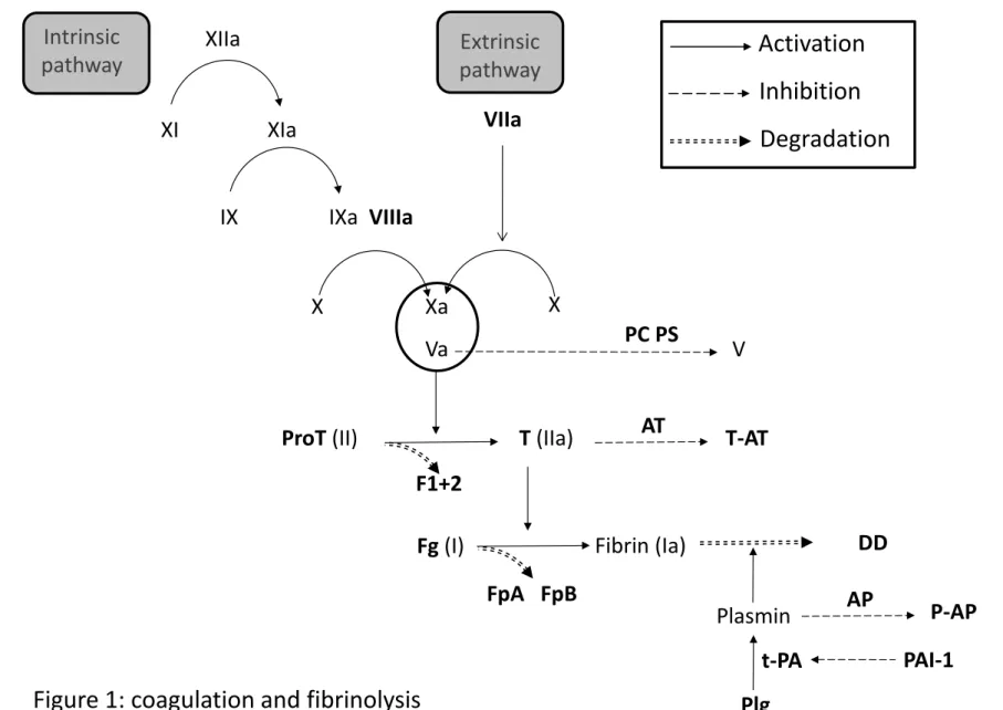 Figure 1: coagulation and fibrinolysis