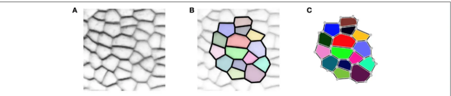 FIGURE 2 | A two-dimensional cell tissue (A) where cells are seen as a collection of connected polygons (B) that can be represented as a cellular complex (C).