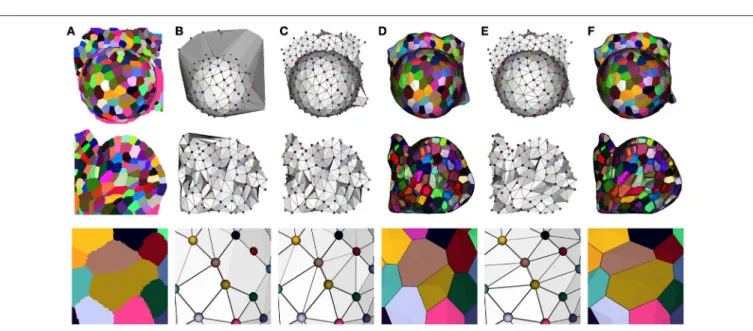 FIGURE 8 | Constructing a dual geometry by the optimization of the cell adjacency simplicial complex: initial segmented image (A), Delaunay tetrahedrization (B) and cleaned adjacency complex (C), Voronoi diagram obtained by the dualization of the cleaned D