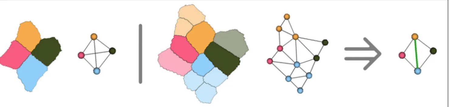 FIGURE 9 | Illustration in two dimensions of the ambiguous junction problem : when more than 4 cells meet, the simplicial complex hypothesis forces to make a choice concerning cell adjacency, that might only be verified by looking at the further evolution 