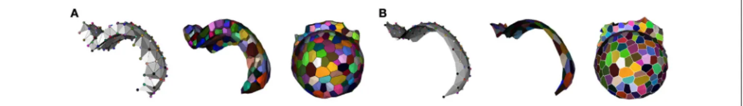 FIGURE 10 | Layer reconstruction using adjacency complexes: L1-L2 tetrahedrization and its dual 2-layer 3D geometry (A) and L1 triangulation and its dual 2.5D geometry (B).