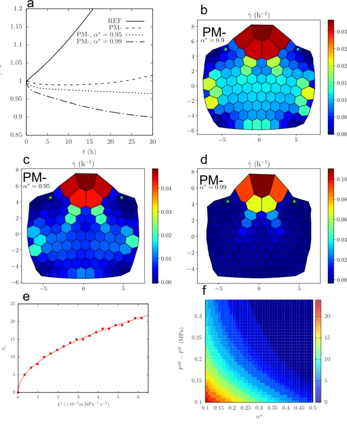 Fig. 4. Evidence of lateral inhibition: left: a) time evolution of the volume of two cells on the boundary of the bump (marked with a green dot on the maps b, c, d) with the sets of parameters (REF), (PM-), (PM-) with α s = 0.95 , (PM-) with α s = 0.99 