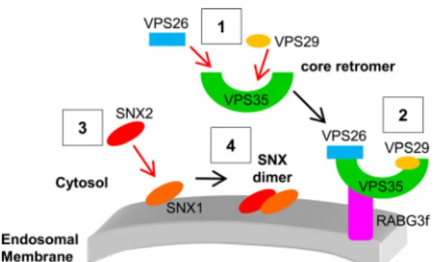 FIGURE 8. Tentative model of the assembly of the core retromer to endo- endo-somal membranes in plants.The core retromer assembles first in the cytosol (1) and then is recruited to the endosomal membrane through an interaction between VPS35 and RABG3f (2)