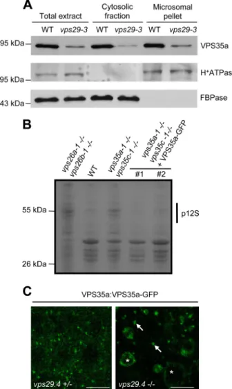 FIGURE 4. VPS26 is required for VPS29 endosomal recruitment.Immunoblot analysis of total, cytosolic, and microsomal proteins from wild-type (WT) and vps26a-1 vps26b-1 plants using anti-VPS29, anti-H ⫹ -ATPase, and anti-cytosolic FBPase antibodies