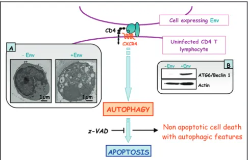 Figure 1. Autophagy is needed for Env-induced apoptosis of uninfected CD4+ T lymphocytes after binding to CXCR4