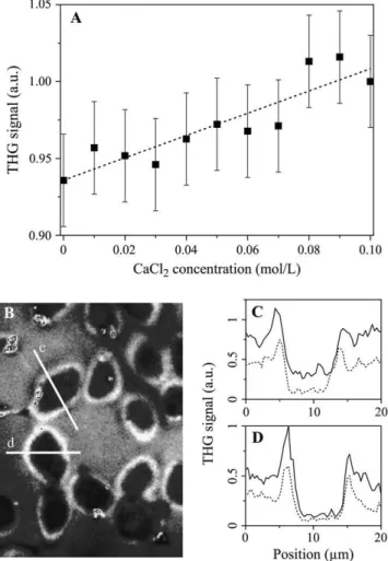 FIGURE 6 Homodyne detection of ionic concentration changes around cells. (A) THG signal recorded in the microscope at a glass/liquid interface as a function of calcium-chloride concentration