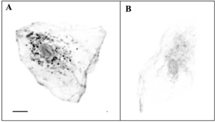 FIGURE 8 Influence of an index-matching medium (glycerol) on THG contrast. (A) THG image of a human epithelial cell (oral mucosa) mounted in phosphate-buffered saline