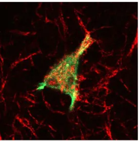 Figure 6: CHO cell (green) embedded in a collagen matrix (red) together with culture medium