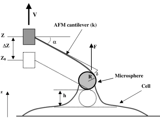 FIGURE 4 Z Z 0∆∆ Z αα RV z FAFM cantilever (k) Microsphere Cellδδ h