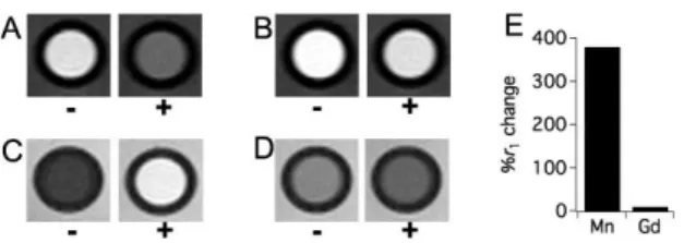 Figure  21.  MR  phantom  images  at  4.7  T  and  RT  of  water  containing  0.5  mM  (A,  C)  Mn II −JED (63) or (B, D) Gd-bis-5HT-DTPA 65 before (−) and after (+) incubation with  H 2 O 2 /peroxidase  (45  units/mL)