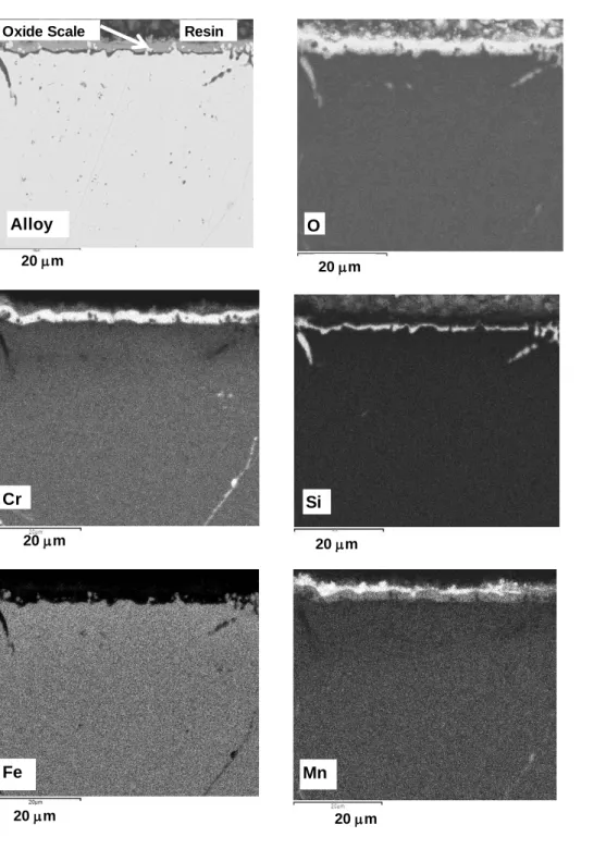 Figure 4. SEM cross sections obtained on the blank AISI 330 specimen oxidized 48 h at 900 