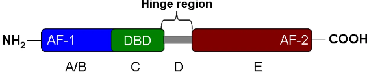 Figure 1 Schematic representation of different functional domains of a NR. DBD: DNA Binding  Domain; LBD: Ligand Binding Domain, AF-1: Activation Function -1, AF-2: Activation Function -2, A/B: 