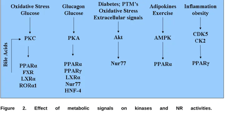Figure  2.  Effect  of  metabolic  signals  on  kinases  and  NR  activities. 