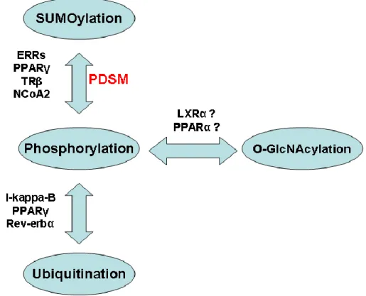Figure 3 Cross-talk between phosphorylation and other PTMs. 