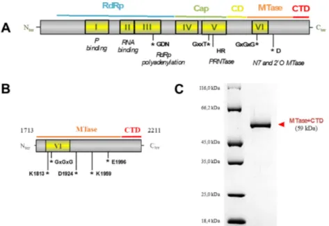 Figure 1. The MTase+CTD domain of Sudan ebolavirus L protein. (A) Sequence analysis of the mononegavirus L protein revealed six conserved regions (CRI to CRVI, yellow boxes) that contain motifs responsible for the different activities of the L (motifs mapp