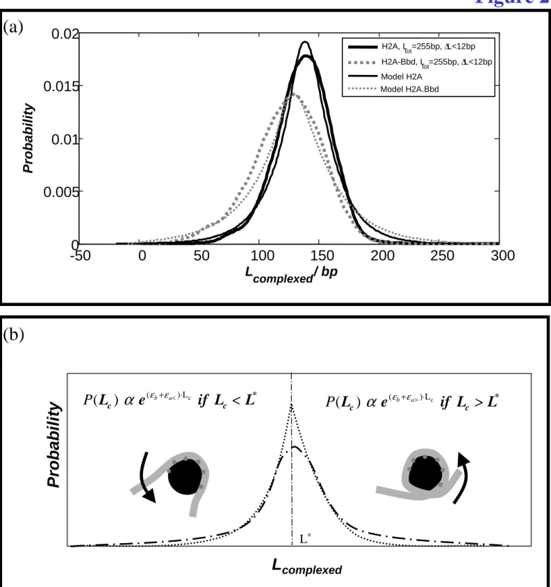 Figure 2 L * L complexedProbability(b)() Lc()   baPLcαeε ε+<⋅if  L < Lc*P( L c )   α e ( ε εb+ a > ) L⋅ c if  L > Lc *-500050100150200250 3000.0050.010.0150.02Lcomplexed/ bpProbabilityH2A, Ltot=255bp, ∆L<12bpH2A-Bbd, Ltot=255bp, ∆L<12bpMo