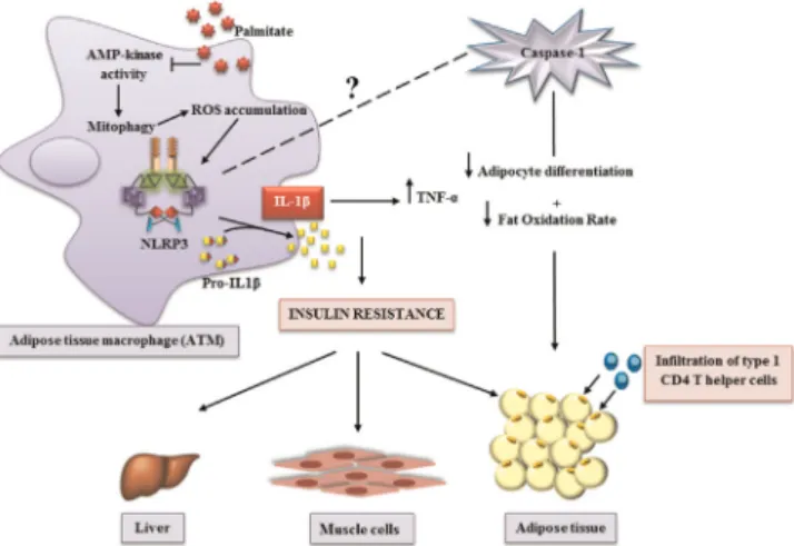Fig. 3. The NLRP3 inﬂammasome is a key mediator of metabolic inﬂammation and disorder