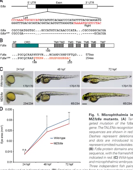 Fig. 1. Microphthalmia in  MZfz8a mutants.  (A)  Tar-geted mutation of the fz8a  gene