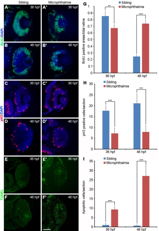 Fig. 5. Sustained proliferation and abnormal  apoptosis of microphthalmic retinal cells