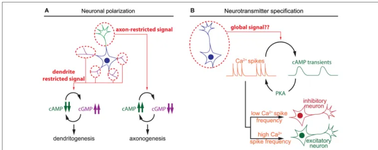 FIGURE 2 | Spatiotemporal dynamics of cAMP during neuronal polarization and neurotransmitter specification 