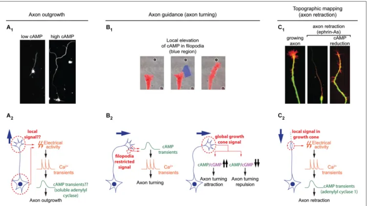 FIGURE 3 | Spatiotemporal dynamics of cAMP during axon outgrowth, axon guidance and topographic maps development 