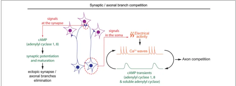 FIGURE 4 | Spatiotemporal dynamics of cAMP during