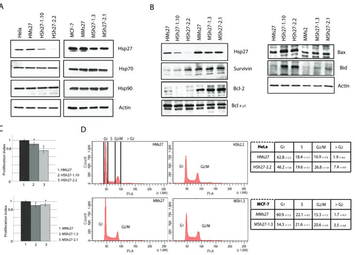 Figure 2. Hsp27 knock down clones, enriched in G2/M cells, show decreased cell proliferation