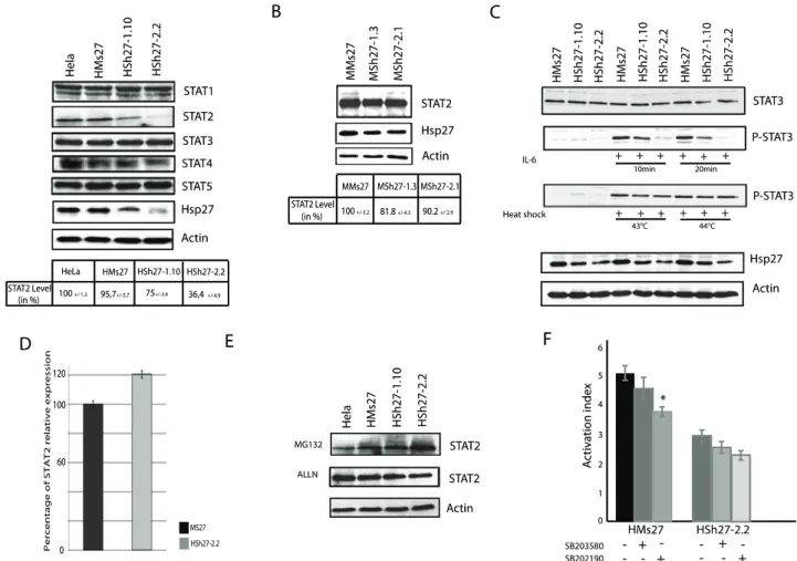 Figure 5. Endogenous level of STAT2 is decreased in Hsp27 depleted cell line. A, Hsp27 depleted and control HeLa cells were collected, and samples were analyzed by immunoblotting using antibodies that recognize the different STAT polypeptides
