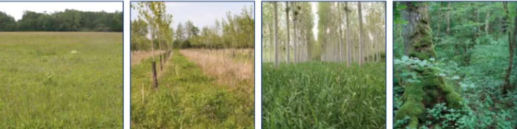 Figure 1. De gauche à droite : photos de jachère, peupleraie classique jeune et âgée,  forêt récente (Photos R