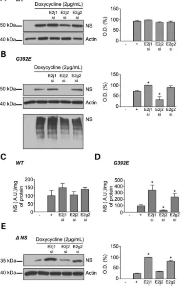 Figure 5. Effect of the knockdown of ubiquitin-E2 ligases on neuroserpin levels in HeLa cells