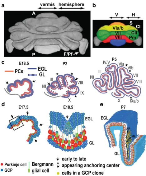 Fig. 11 Cerebellar foliation. a 3D rendering of MRI image of mouse cerebellum segmented at the EGL surface