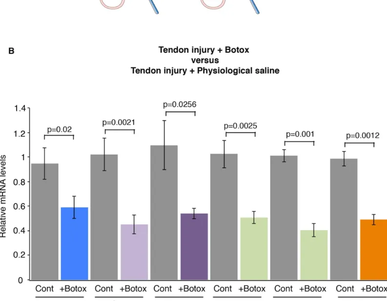Fig 3. Mechanical signals are required for normal tendon gene response following tendon injury