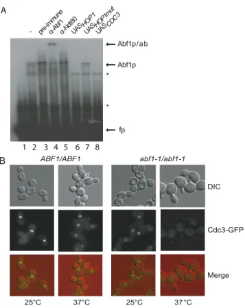 Figure 6. Abf1 binds to CDC3 UAS and is required for septin for- for-mation. (A) Electrophoretic mobility antibody supershift assay by using a polyclonal anti-Abf1 antibody and a radioactive CDC3 UAS probe