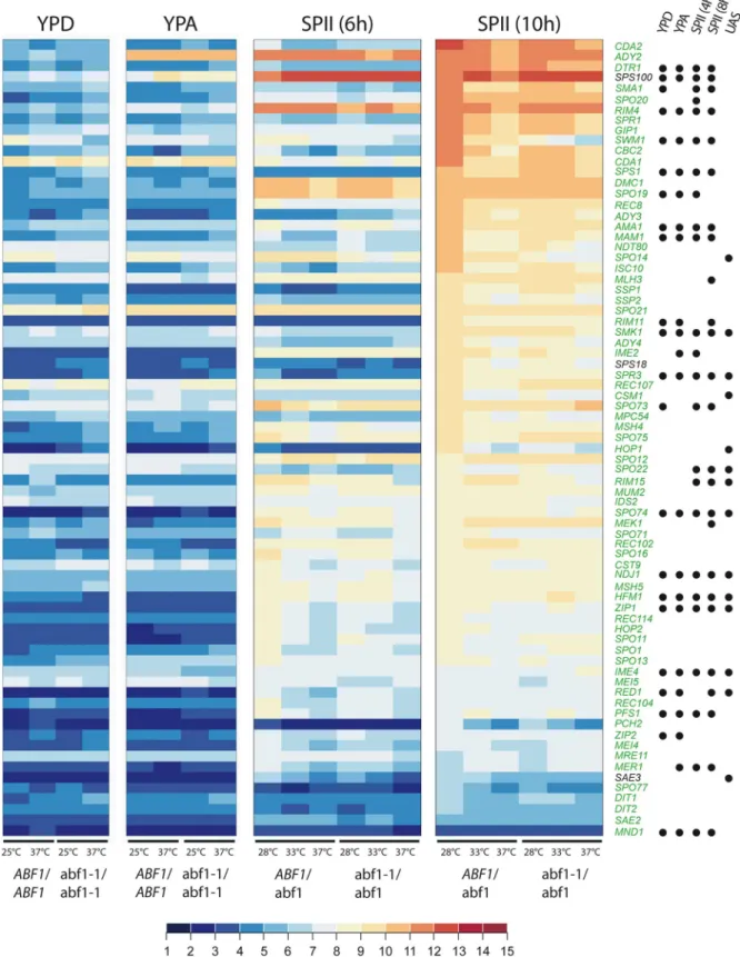 Figure 8. Abf1 control of essential meiotic genes. Color-coded heat maps displaying expression levels of meiotic genes in rich (YPD and YPA) and sporulation (SPII) media are shown
