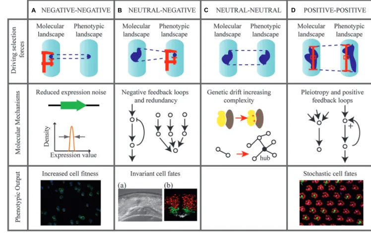 FIGURE 1 | Evolutionary scenarios that may tune molecular and phenotypic noise. Four hypothetical scenarios are represented (columns A–D).,Evolutionary forces are indicated on diagrams in the upper row