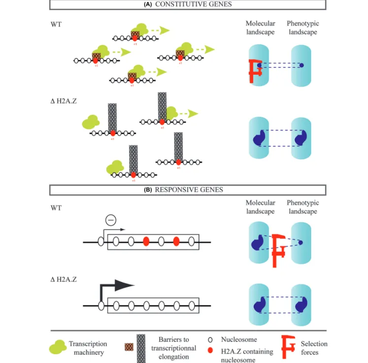 FIGURE 2 | Possible contribution of H2A.Z histone variant to noise evolvability. Two classes of genes are considered