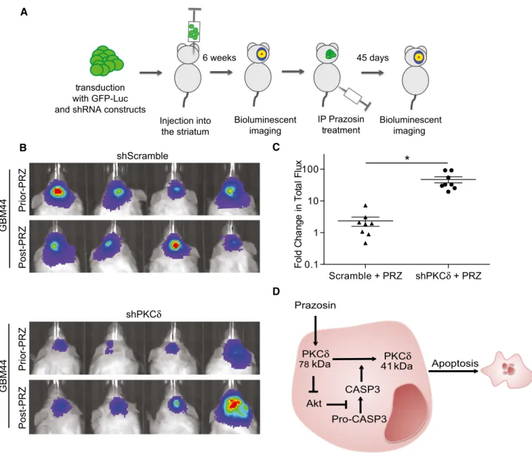 Figure 6 . Prazosin inhibits glioblastoma growth in vivo in a PKC d -dependent manner.