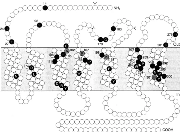 Figure  1.  Schematic  structure  of  the  angiotensin  AT 1   receptor  showing  agonist  and  antagonist binding sites identified by mutational analysis