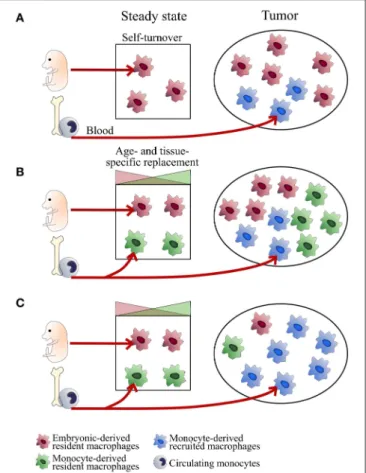 FIGURE 1 | Tissue-dependent heterogeneity of TAM origin. Schemes represent different scenarios of TAM ontogeny