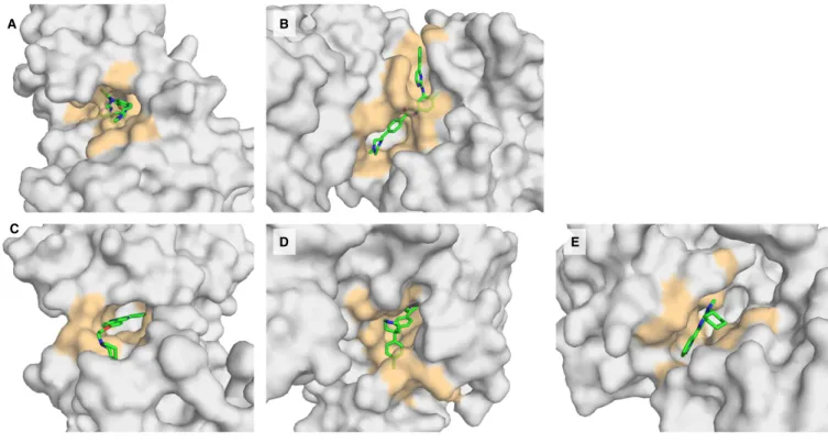 Fig. 4 Binding sites of top overlapping compounds. (A) STI or imatinib binding to human tyrosine kinase ABL1 (B) STI or imatinib binding to human mitogen-activated protein kinase 14 (MK14).(C) TAK or dorsomorphin binding to AMP-activated protein kinase cat
