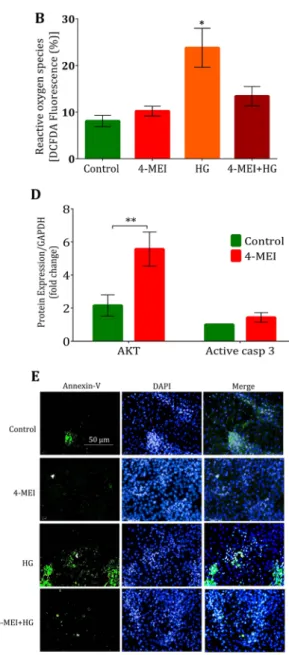 Figure 5.  Chronic 10X TMDI dose of 4-MEI did not induce oxidative stress and cell death to islet cells